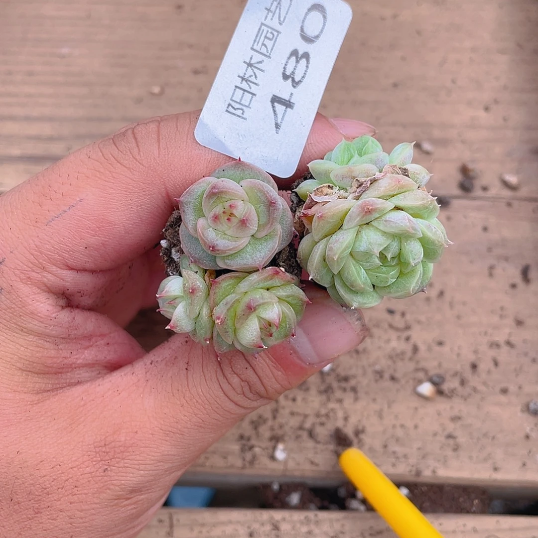 多肉植物多肉植物480
