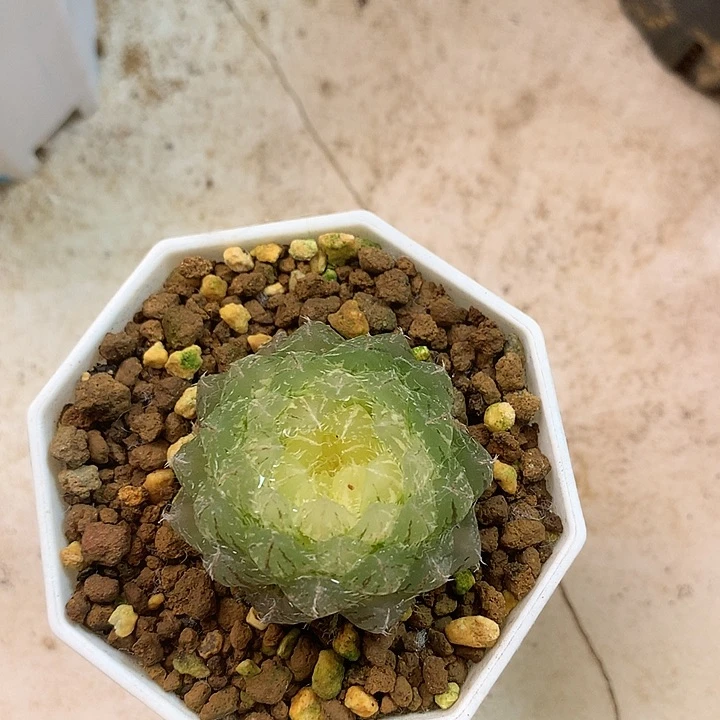 带盆带土发货包邮