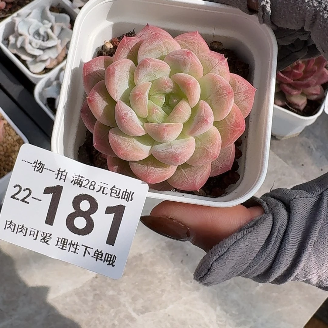 优选珍妮无盆土发货