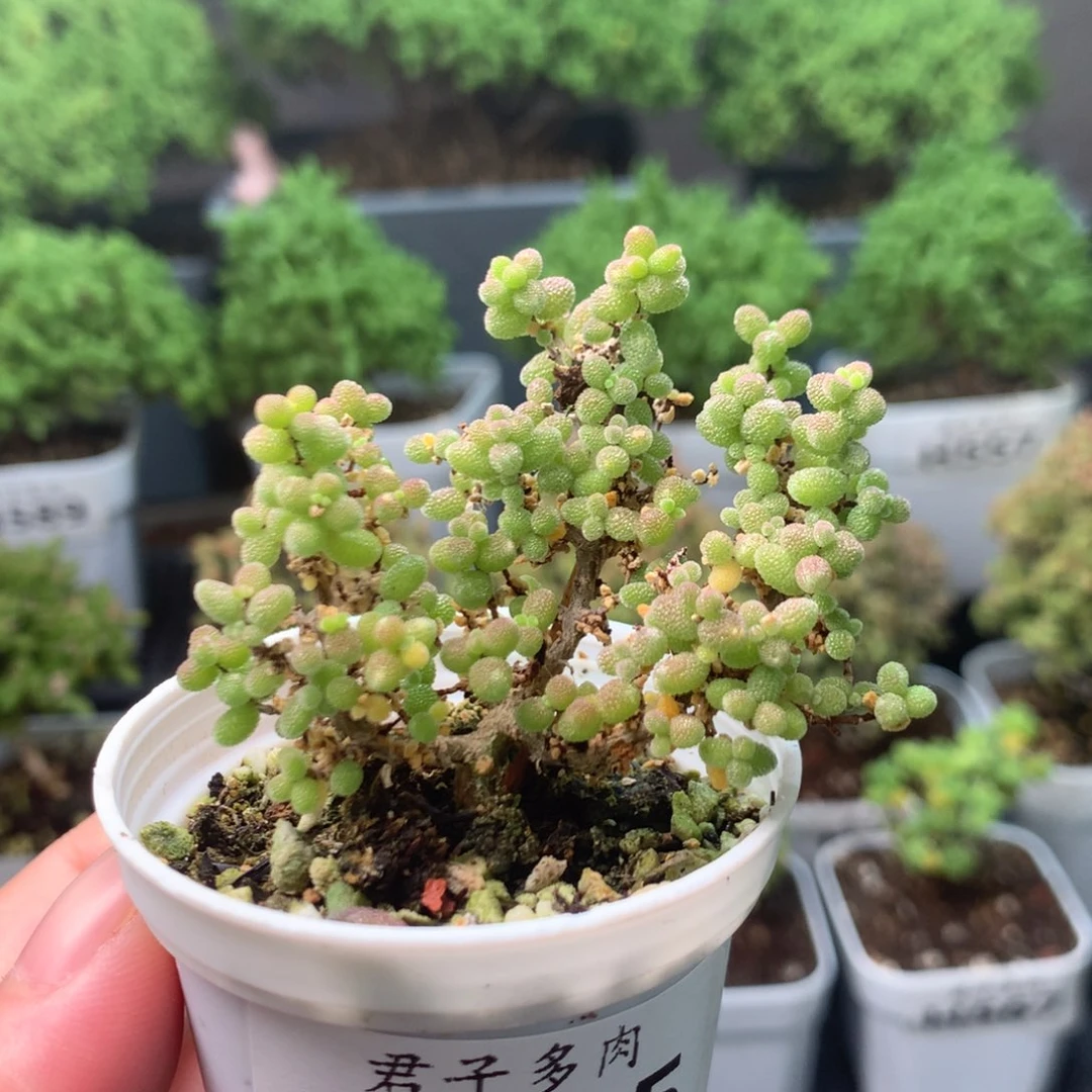 595小小米。