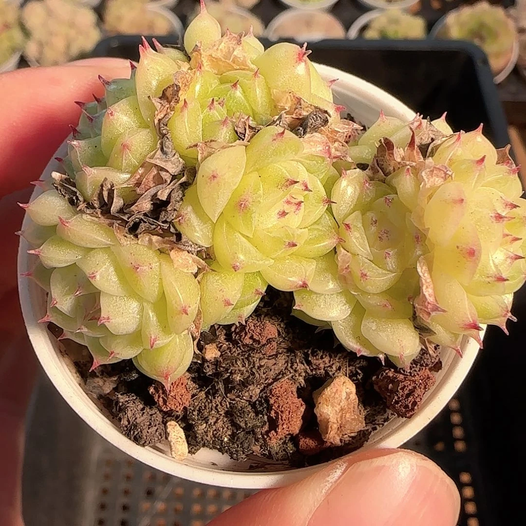 1121-------236包子麦秆