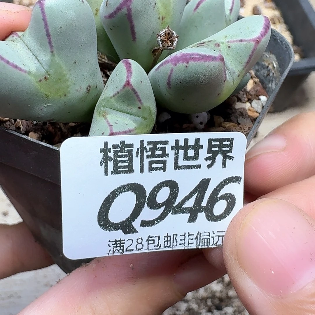 的润泽的润泽的法v