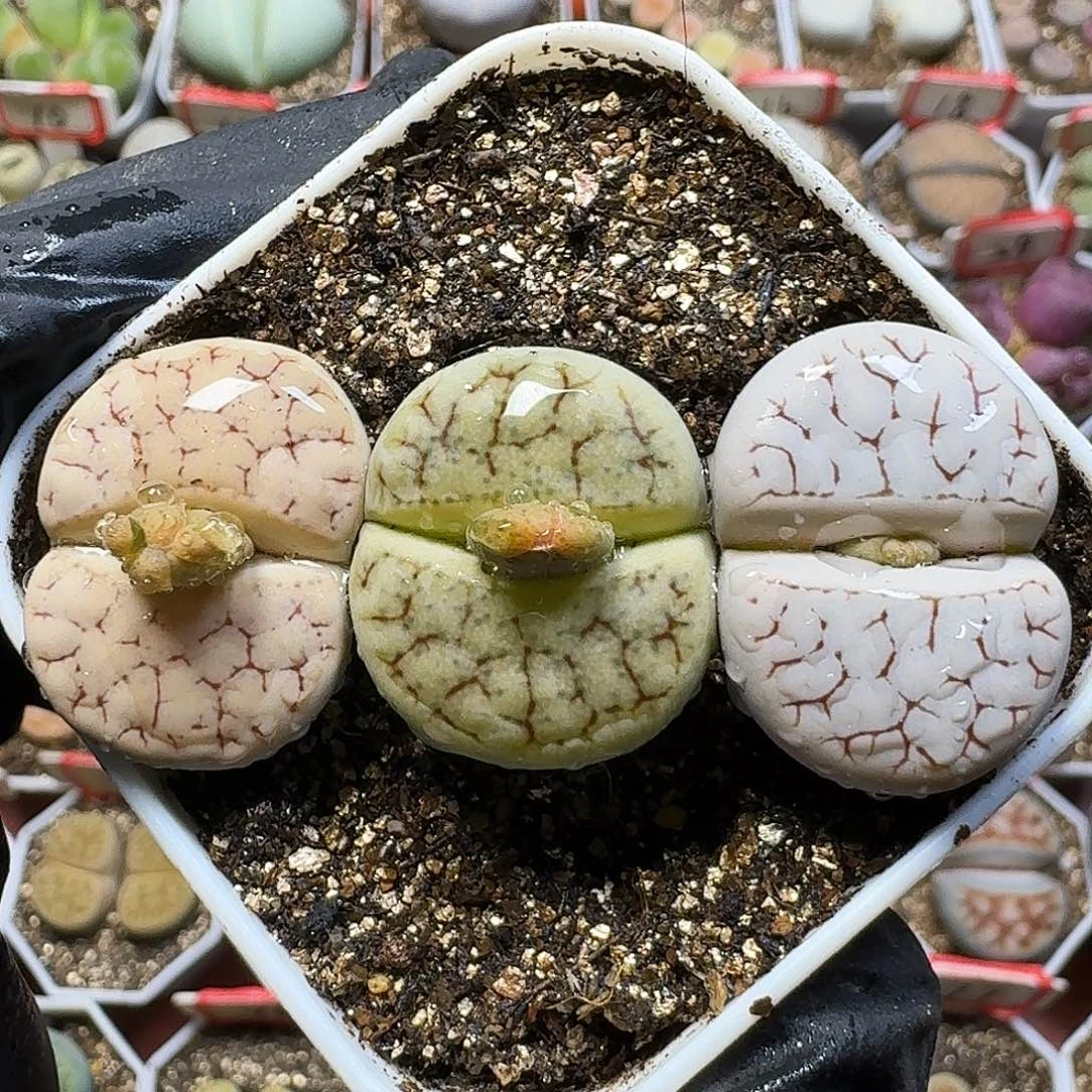 生石花111111。  265