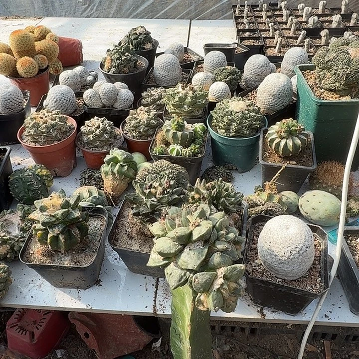 青瓷牡丹仙人球开花