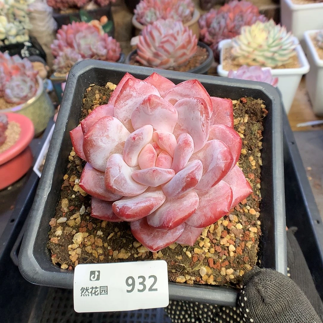 932玫瑰梦露多肉植物66666