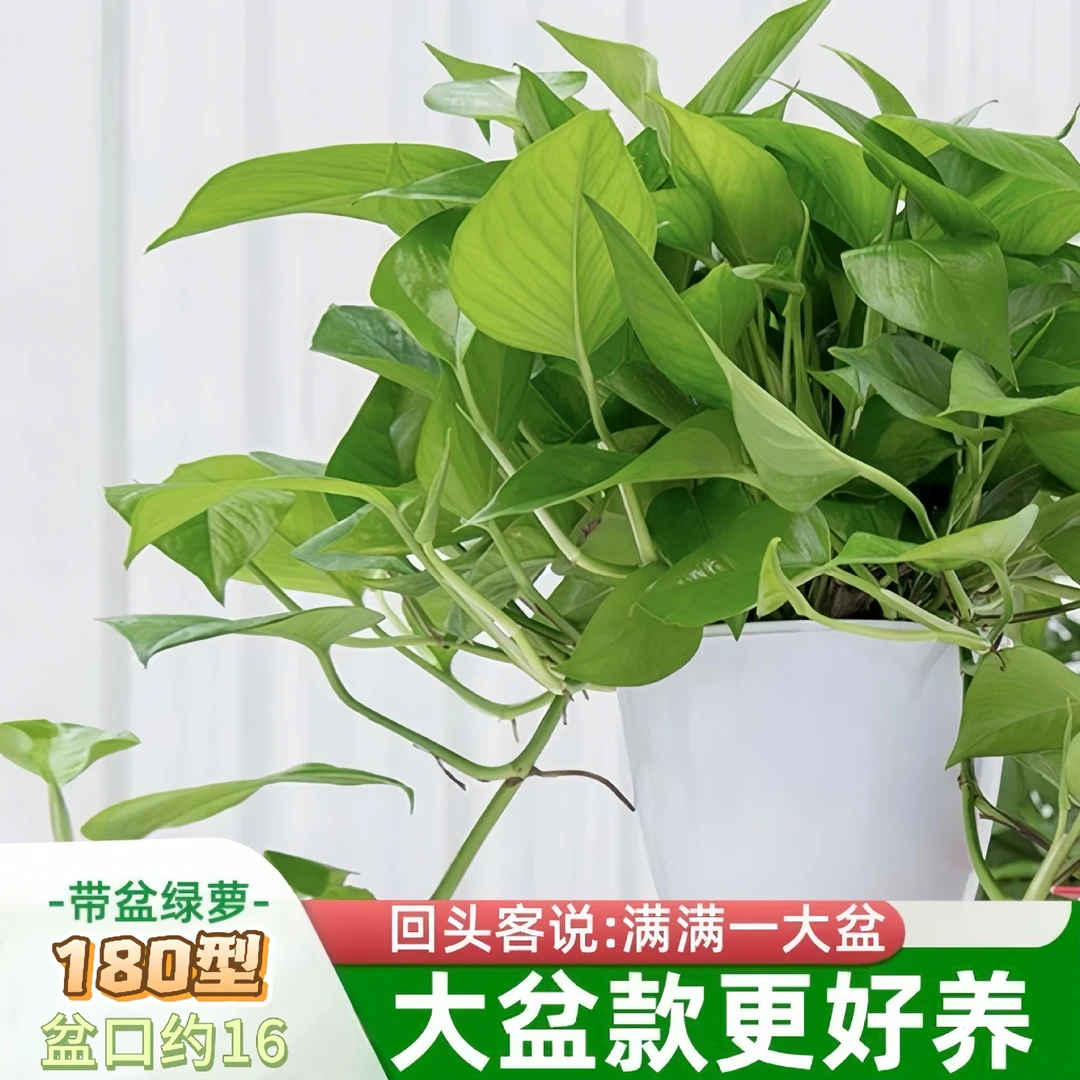 绿萝盆栽绿植室内植物好养花卉绿植客厅吸除甲醛净化空气土培绿箩