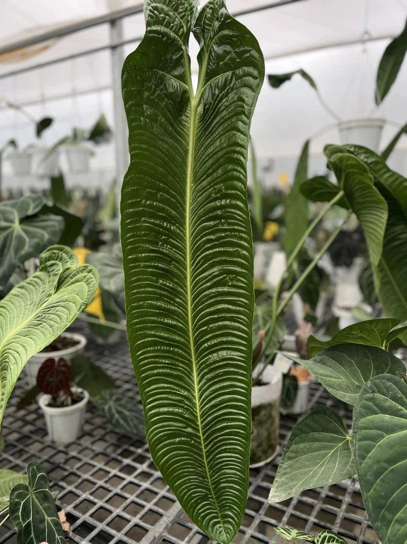 《火鹤王》《火鹤后》原生态 新手可入 鹤王鹤后小苗室内观赏花烛