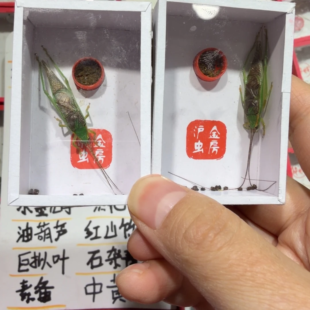 蟋蟀霍氏两条包邮