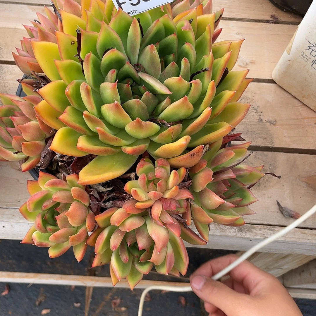 L***若如东云单拍F551