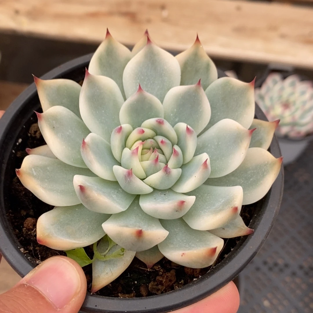 吉娃娃锦多肉植物8776