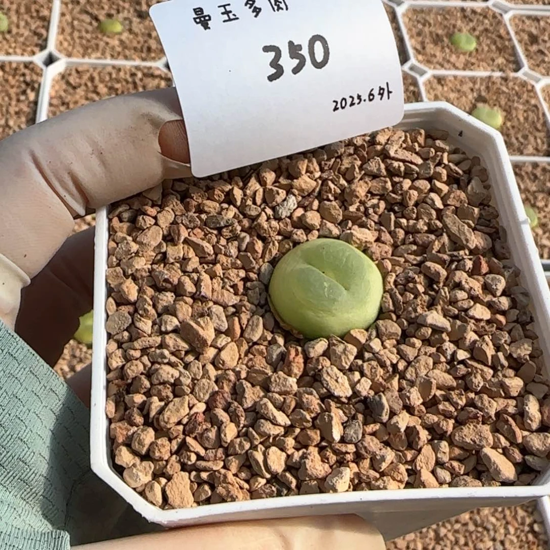 S****?多肉多肉多肉6.4-350