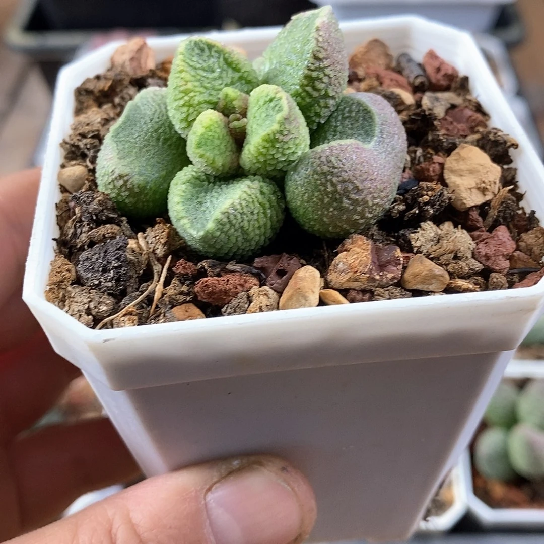 小无龙水泡多肉植物