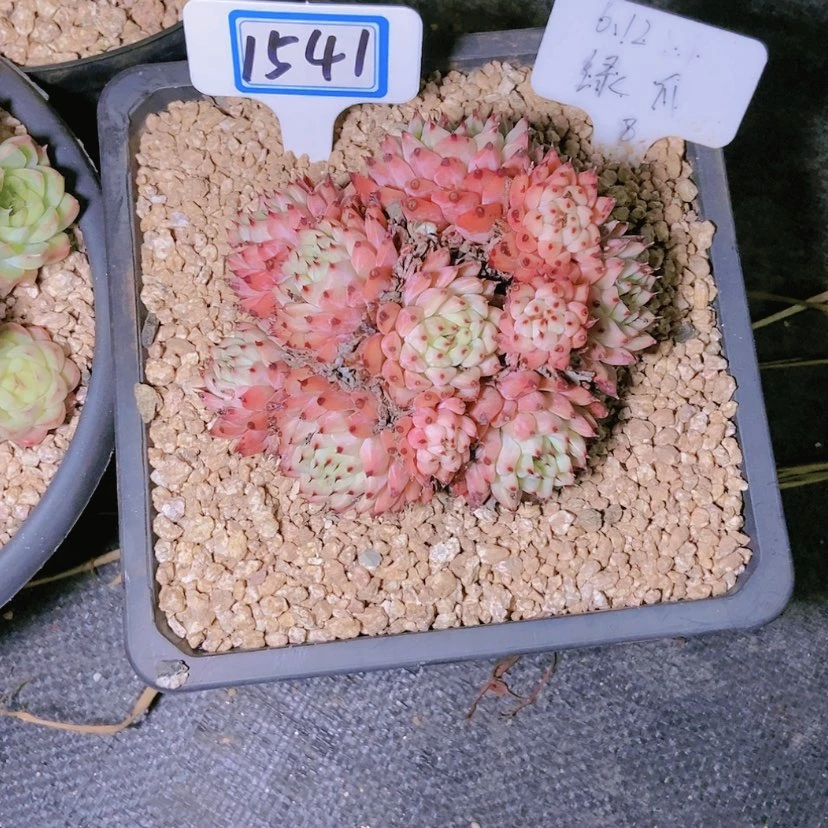 【闪购商品】小*1541寄养