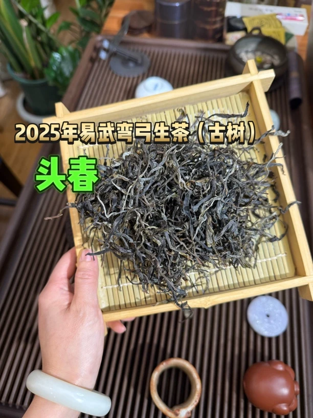 易武弯弓2025年头春古树生茶