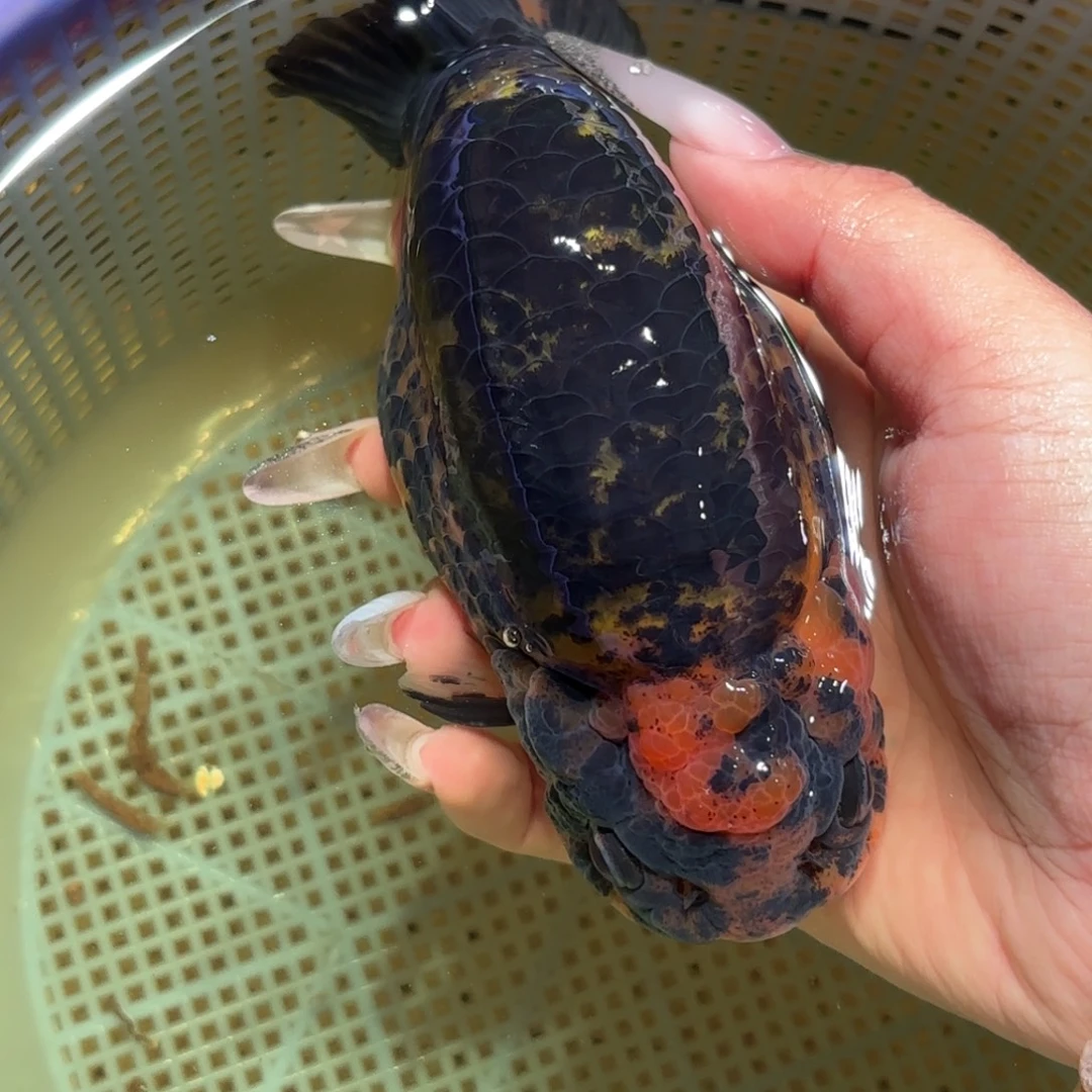 名***长金鱼拍包装包邮，不拍包装运费到付