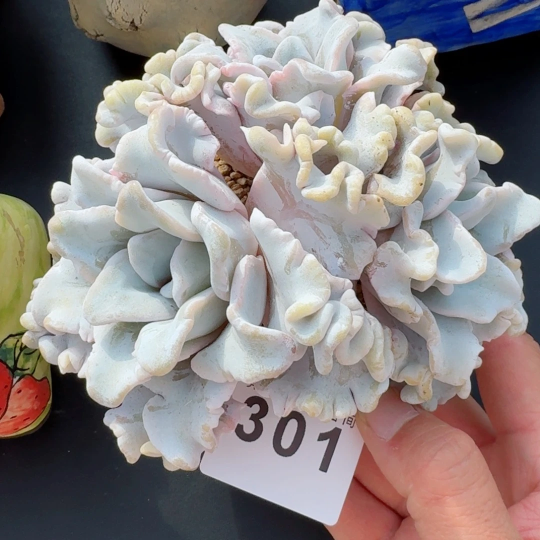 芭蕾舞者群生      愿你一路坦途，乘风破浪展宏图