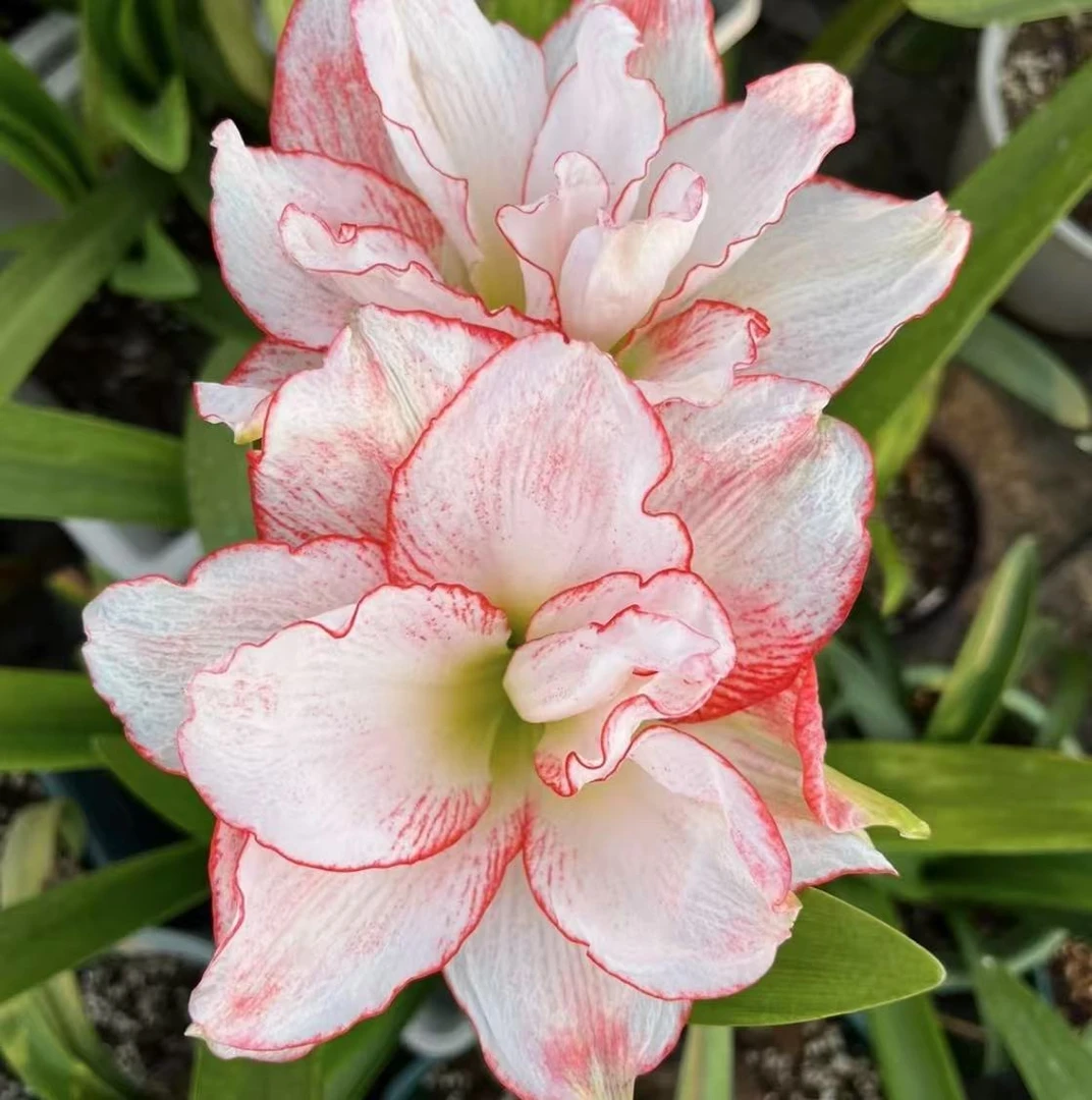 条纹黛丝）现货 朱顶红种球重瓣大花基地自然球