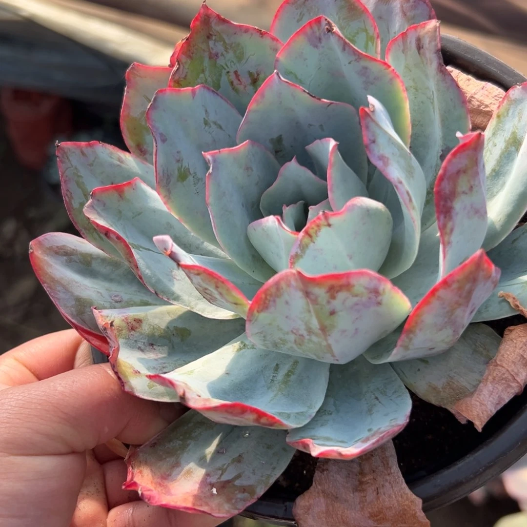 多肉植物多肉植物