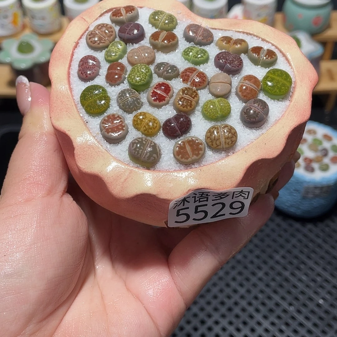 带盆土植物 一物一拍5529