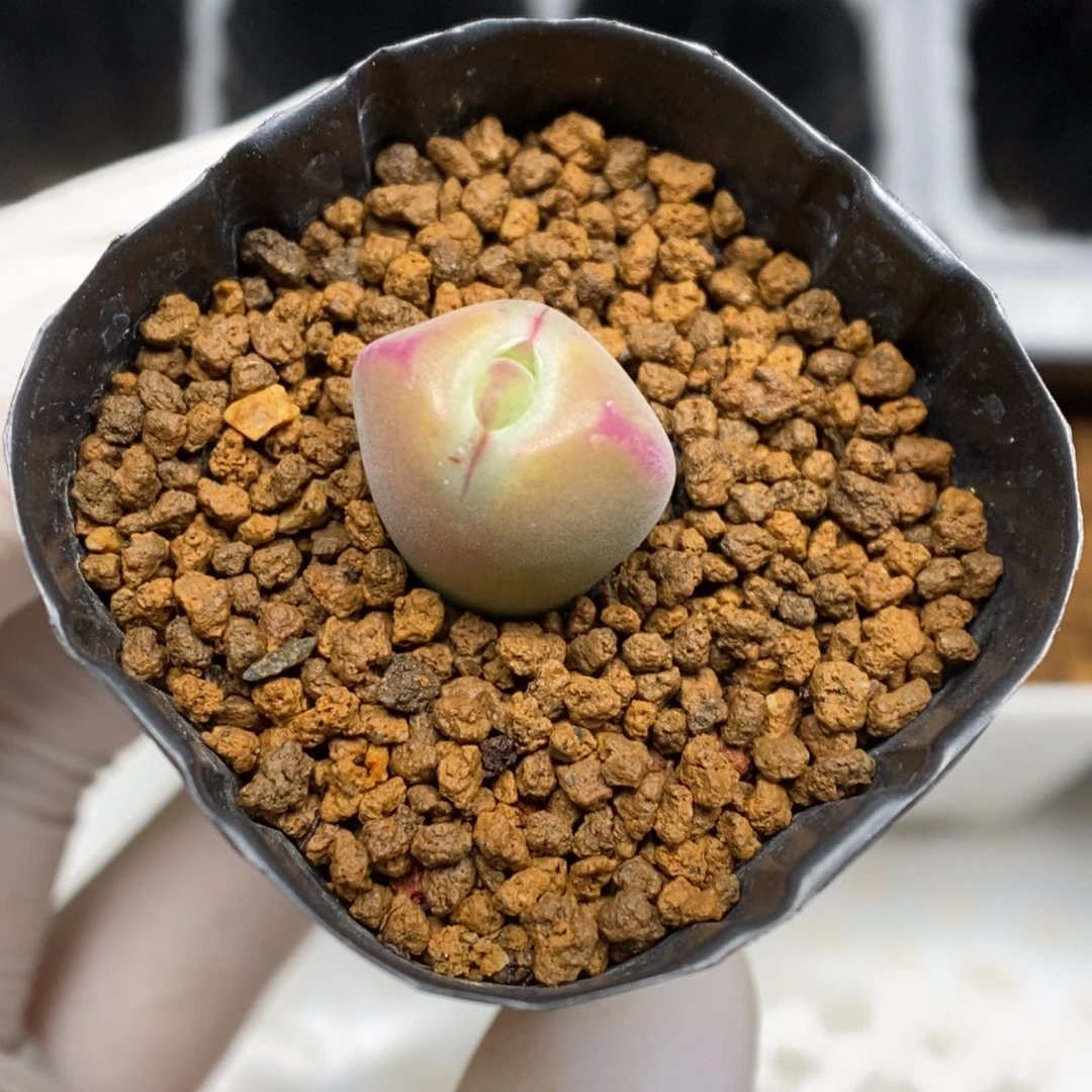 多肉植物肉锥杂交K-3716 毛将杂（空蝉） 二褪福利