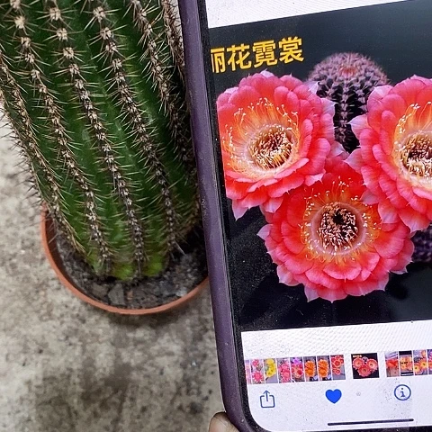 尼桑仙人球，24789000