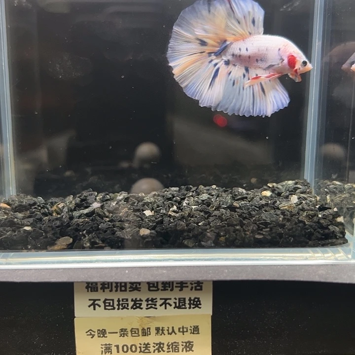 斗鱼竞拍跑单拉黑5日149