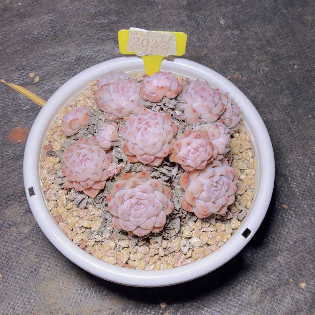 霖*月杂交2032多肉植物寄养