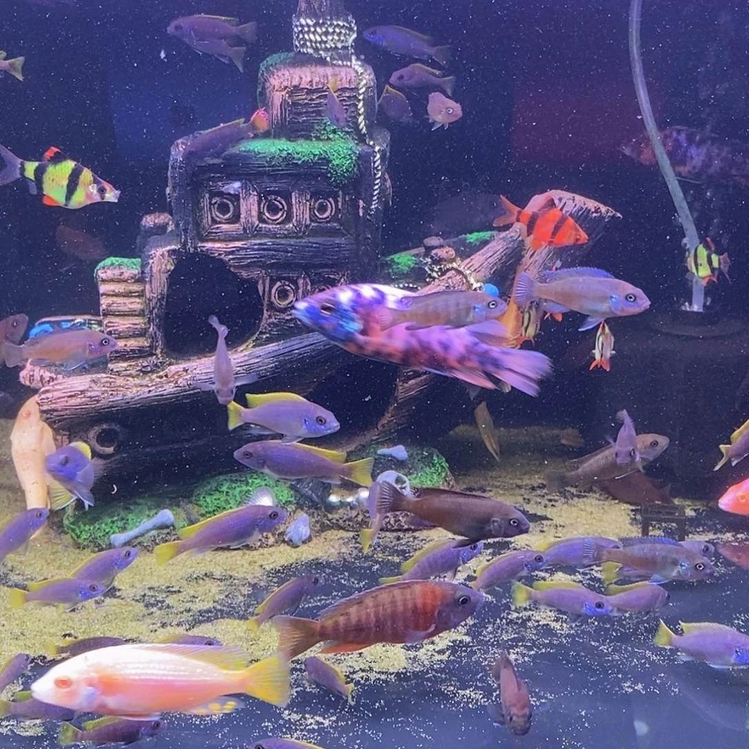 海水金帆➕黄帆各4条48+60