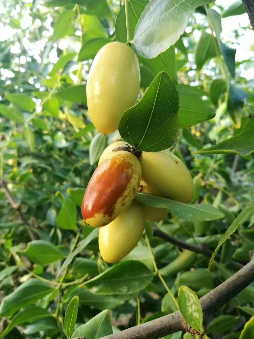 【子弹头枣】山西新鲜现摘子弹头枣马牙枣清甜可口当季水果坏果包赔