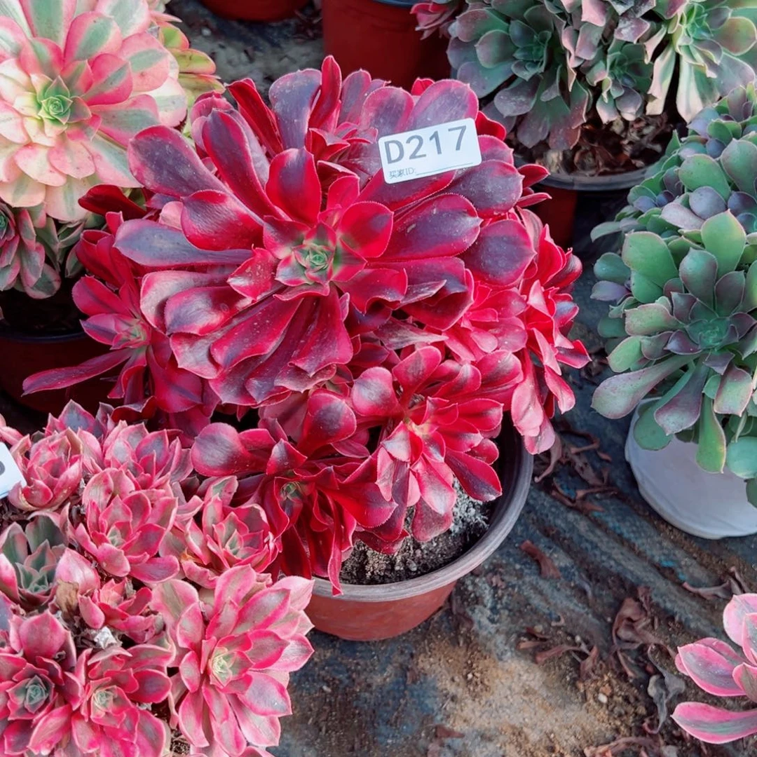 217美杜莎多肉植物法师多肉