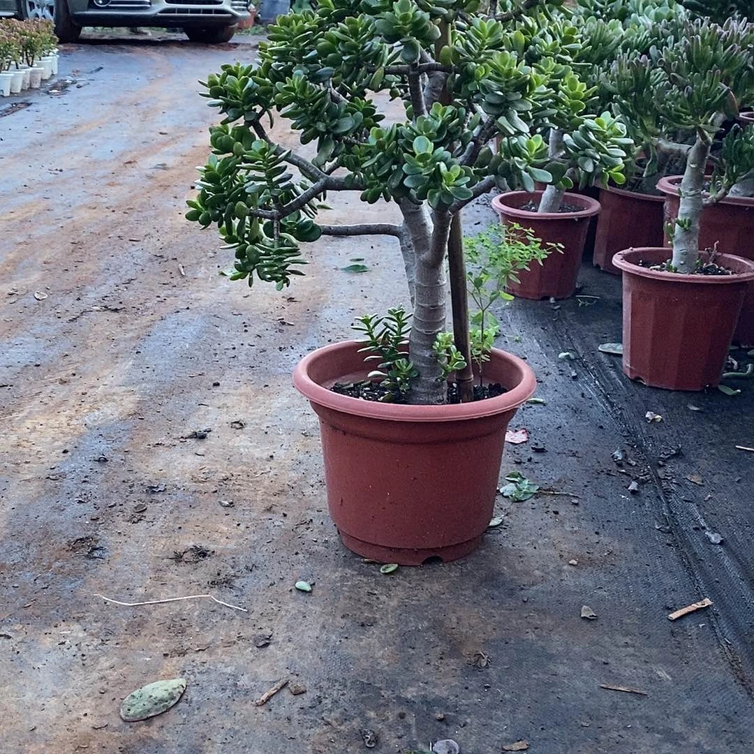 8年摇钱树带土球发货