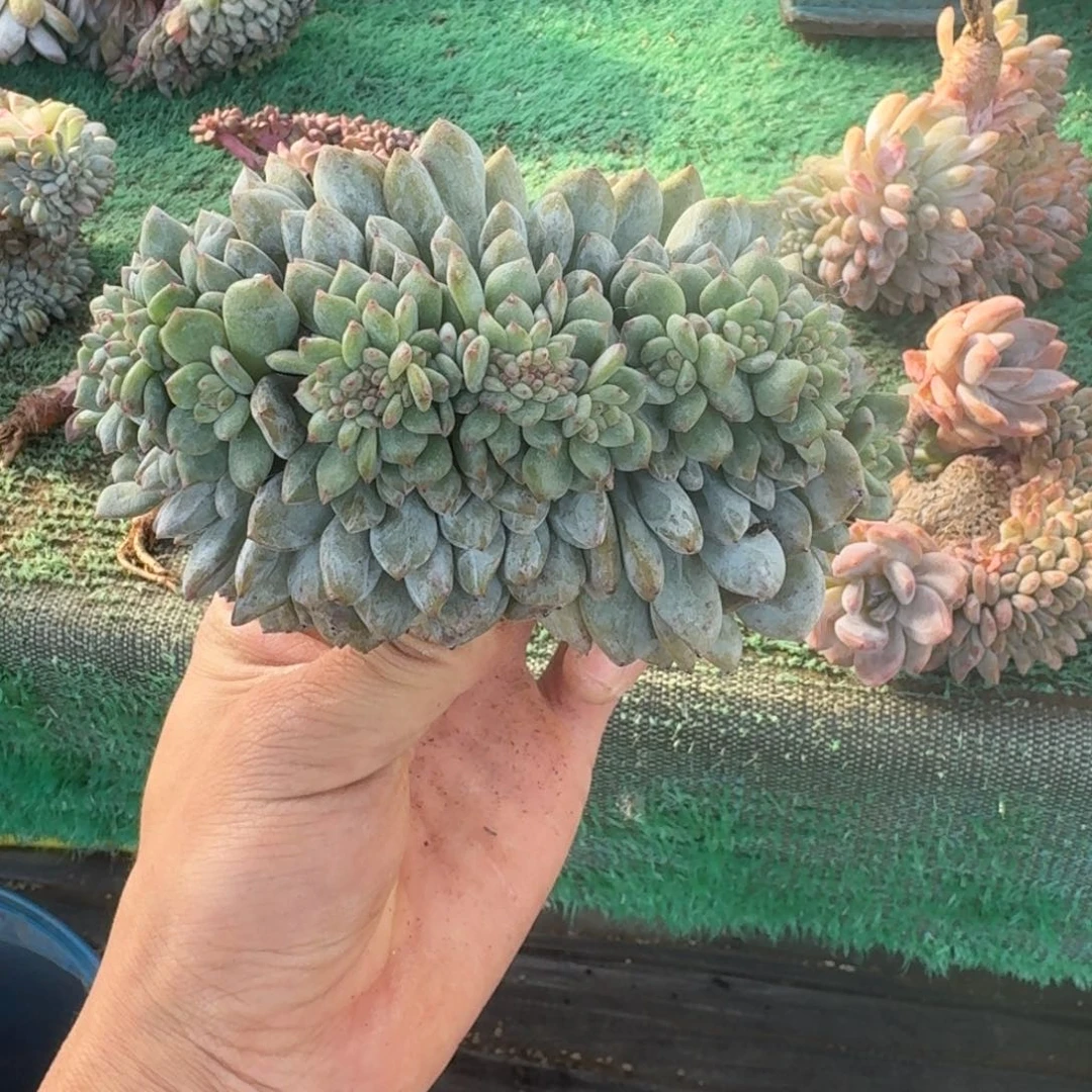 星影树缀无砍多肉朵朵