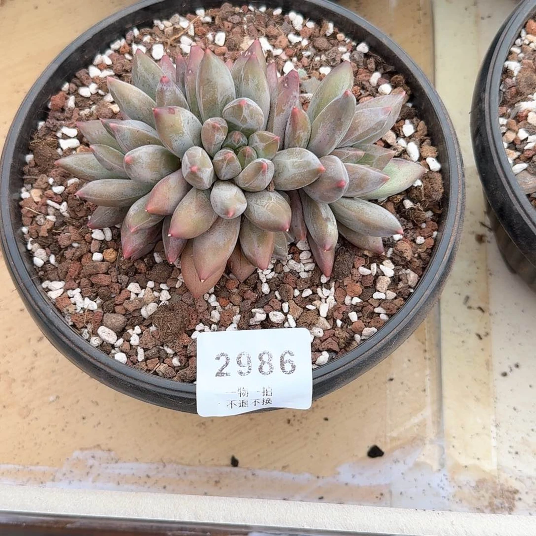 ?**?2986重楼多肉