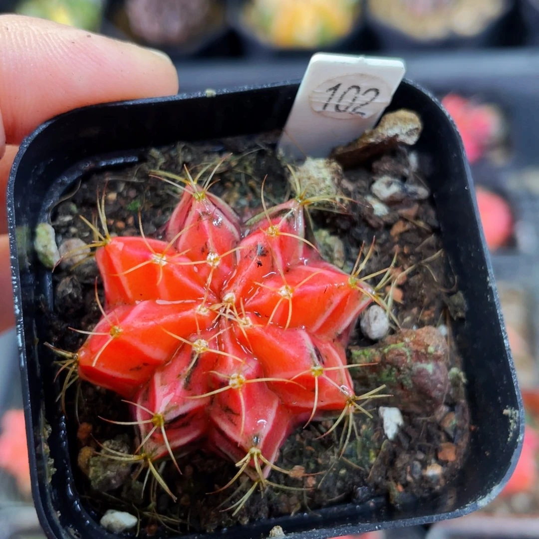 盆5公分满25包邮仙人球裸根