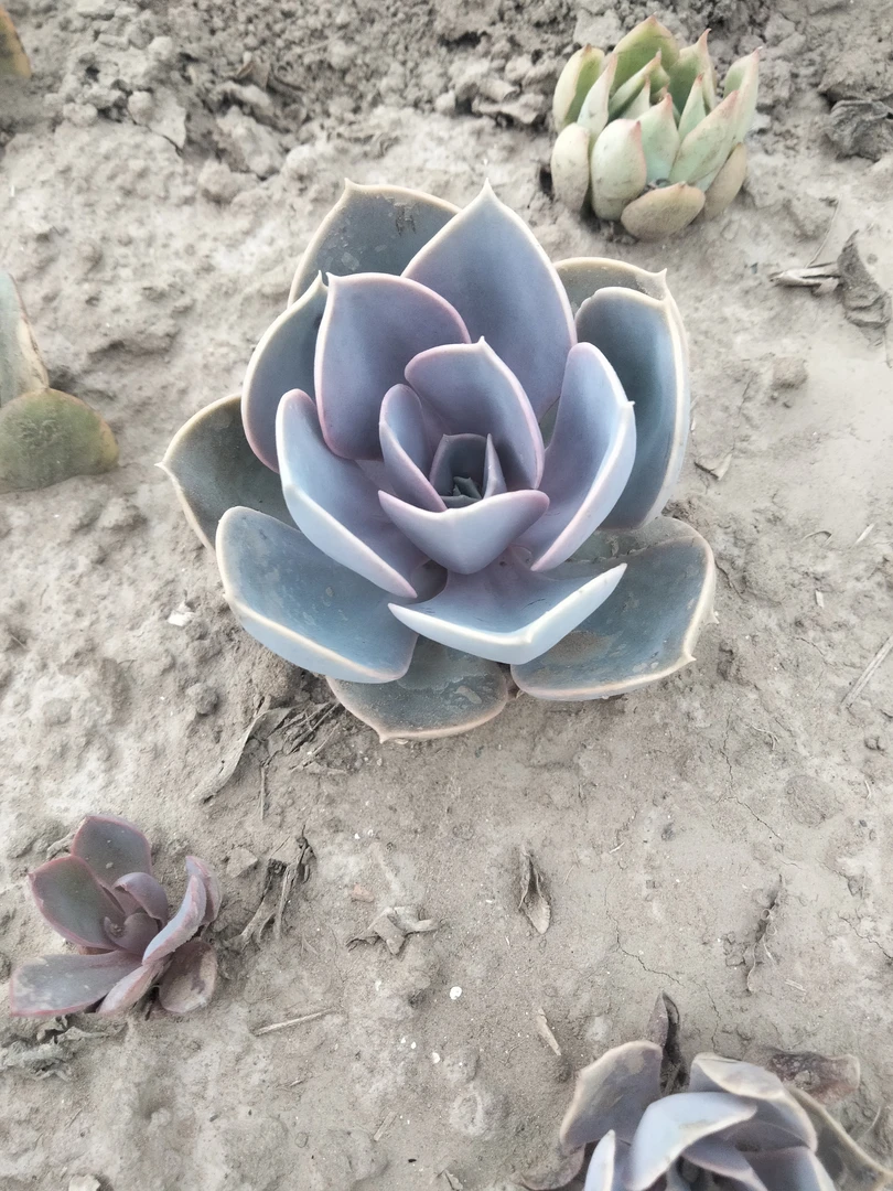 紫珍珠 多肉植物2颗