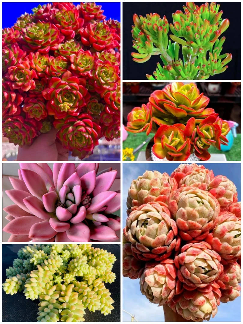 Y大玫瑰蒂亚+大贝瑞+桃花源七彩玉坠吸财树老桩红梅组合多肉植物