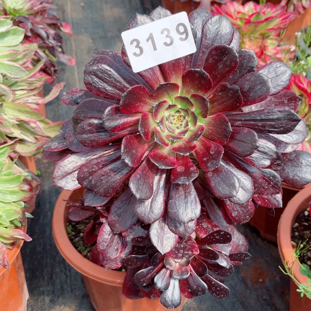 新品紫罗兰多肉发货发货