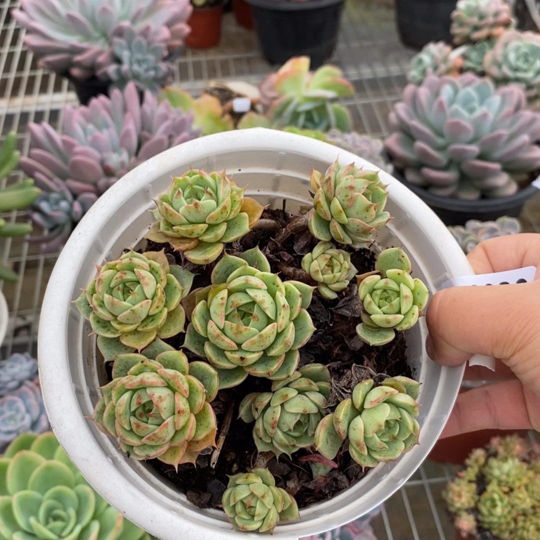 2939笨吧蒂斯一物一拍