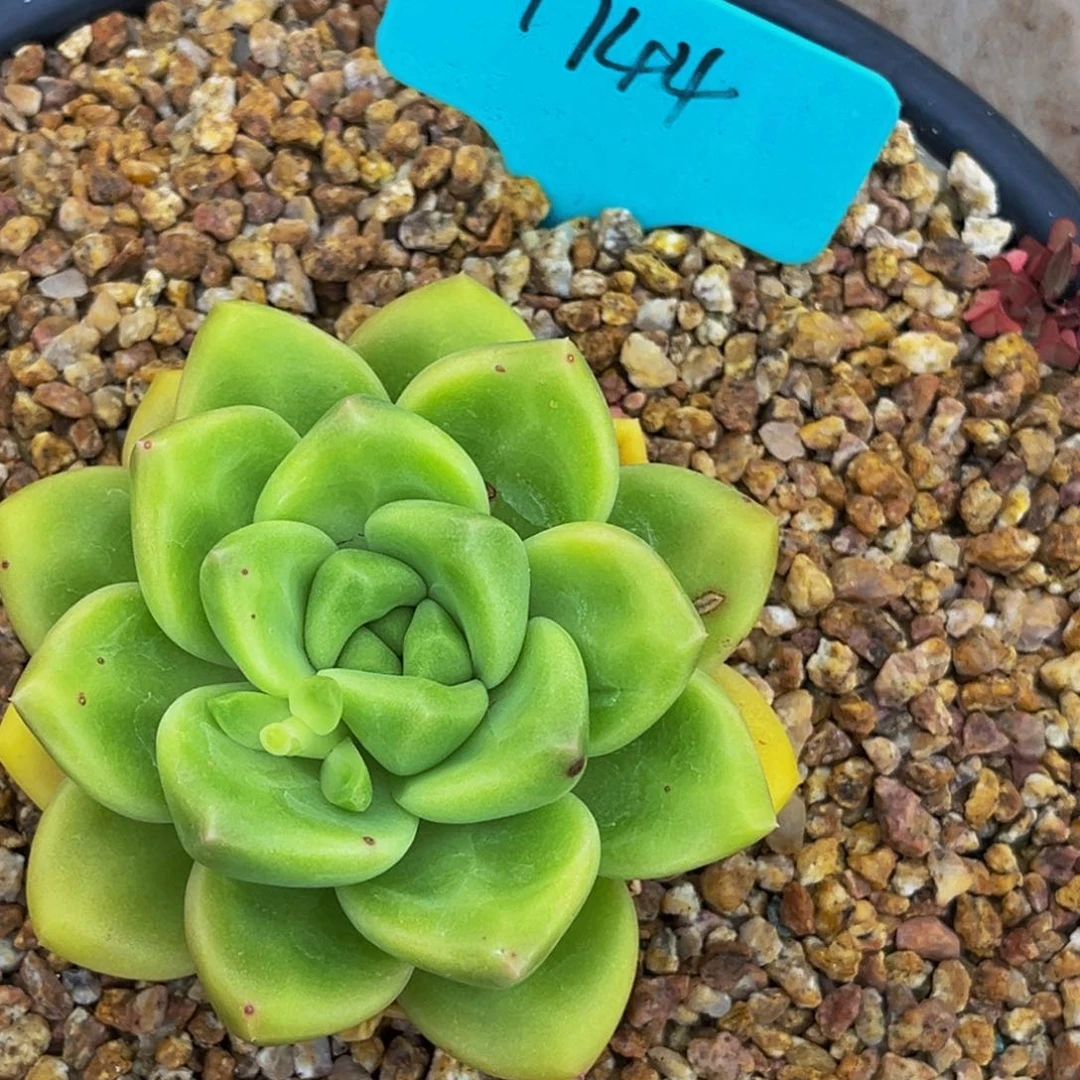 1744号上午多肉植物群生多肉植物