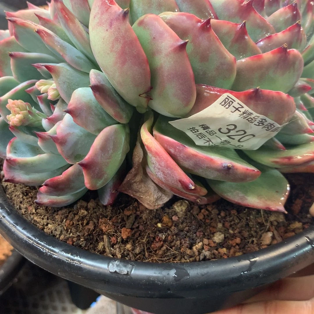 320号多肉植物惊鸿18厘米