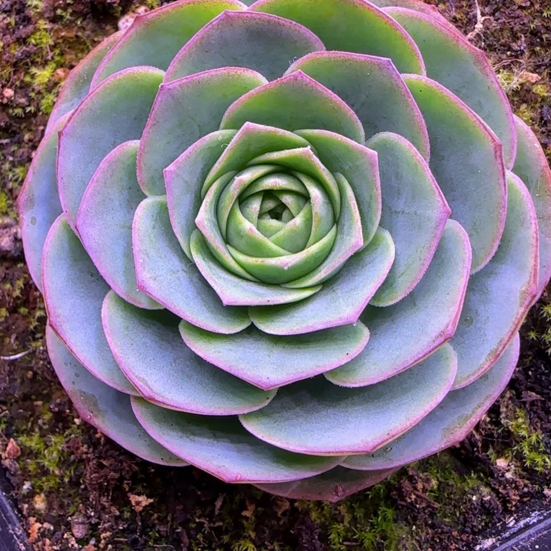 福利玫瑰4.5厘米1424767686