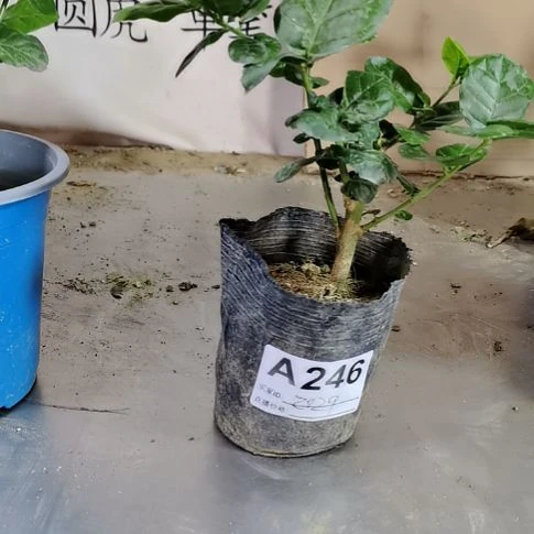 大部分花苞少量开放真*