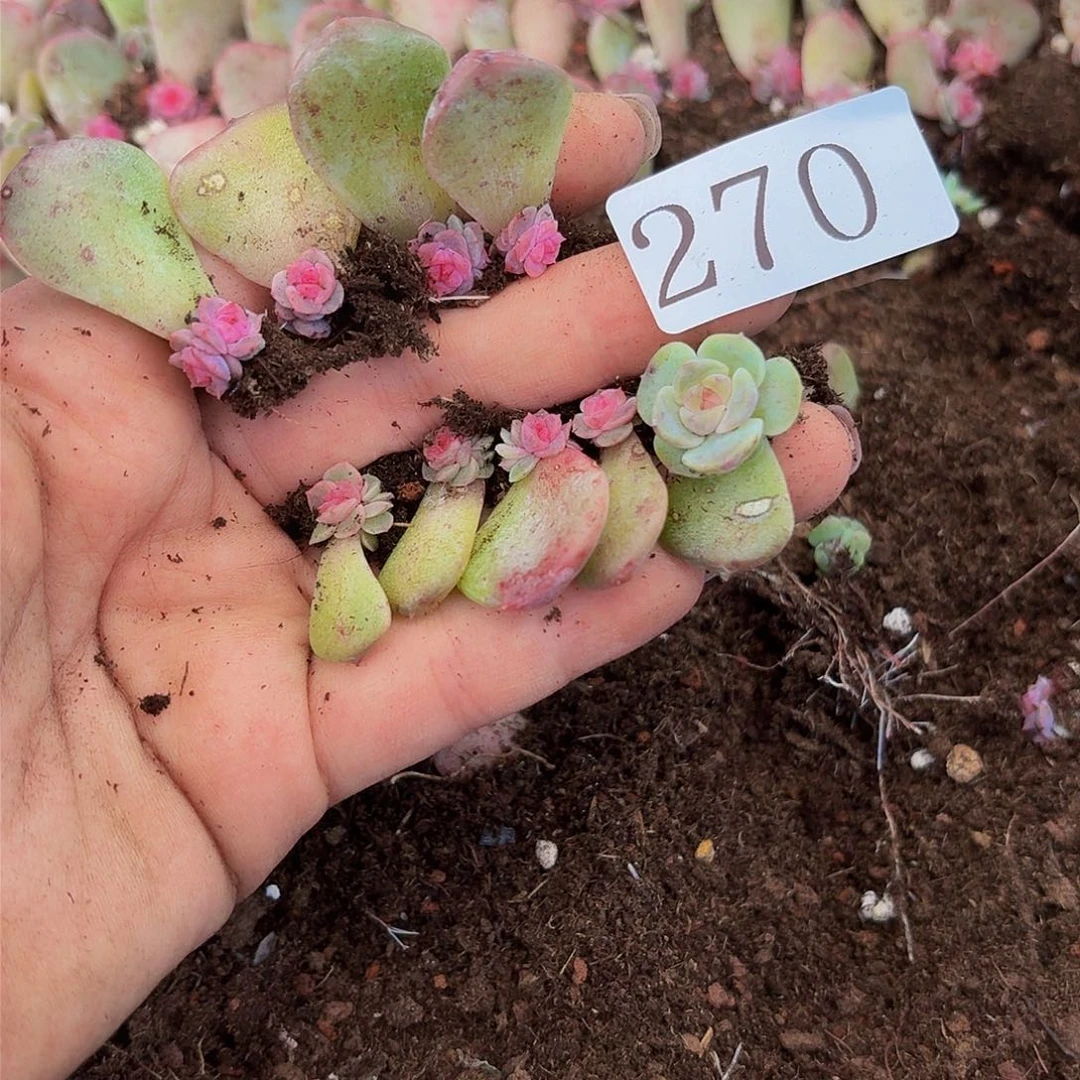 多肉植物多肉植物270