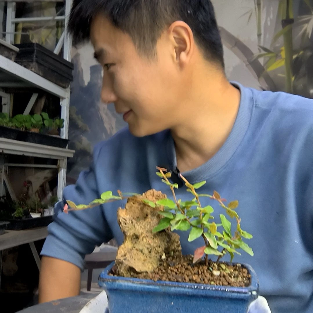 家**宝中青园艺一物一拍149