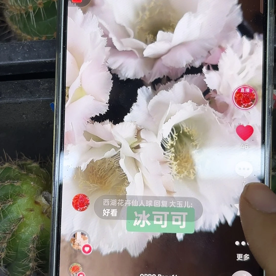 冰可可5公分彩侧牙20包邮15