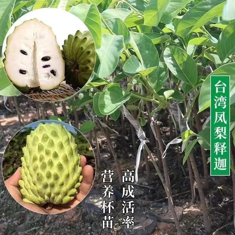榴莲释迦凤梨释迦嫁接苗番荔枝佛头果苗 庭院地栽盆栽当年结果