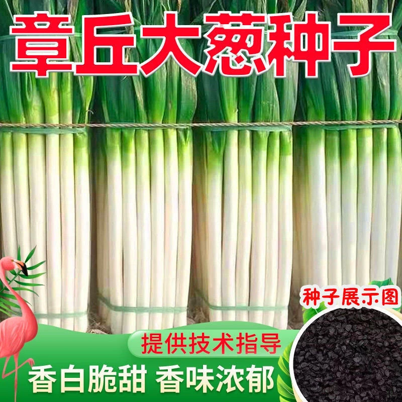 F109章丘大葱种子山东大葱种籽小葱铁杆大葱四季蔬菜种子高产抗病
