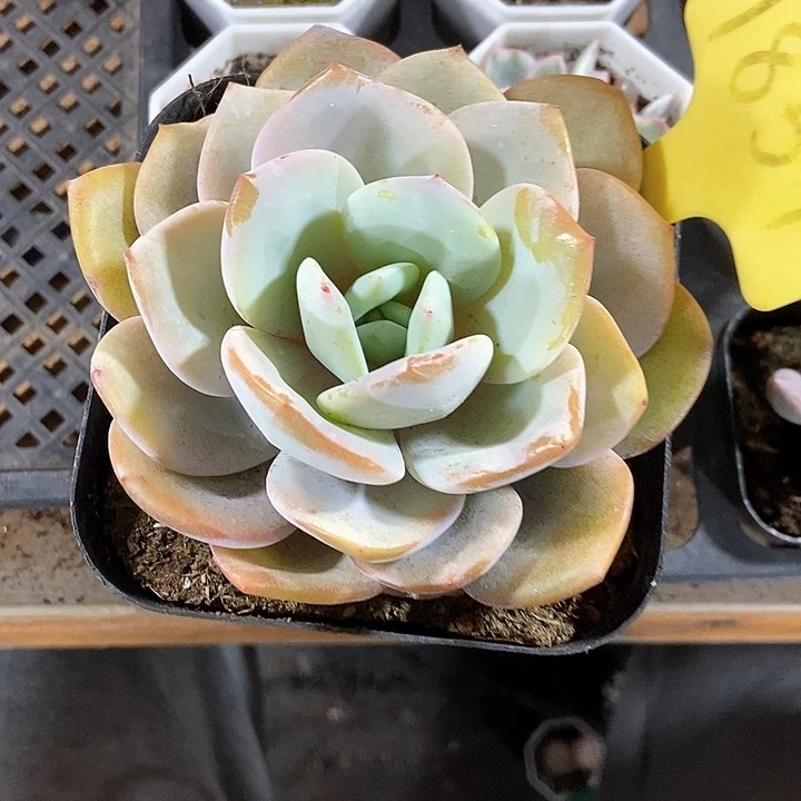 多肉植物奶茶1857
