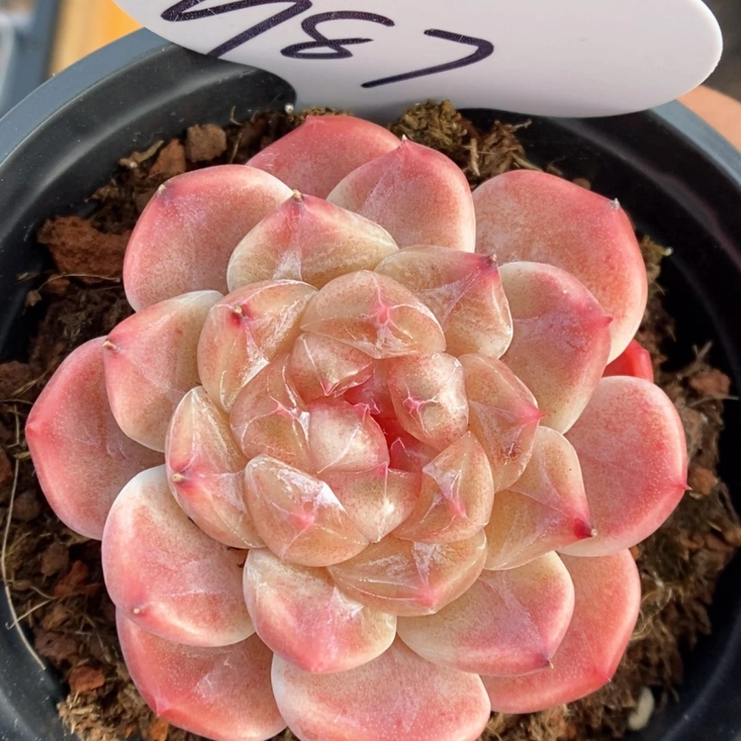 母本冰魄可拍987号。