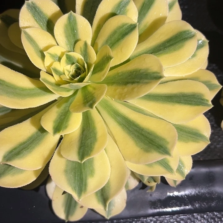 辛尼亚法师锦小手捧